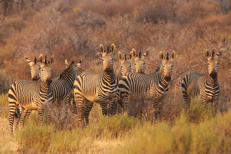 African landscape