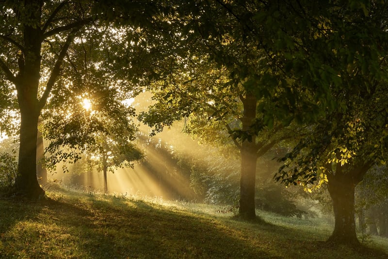 Misty Forest